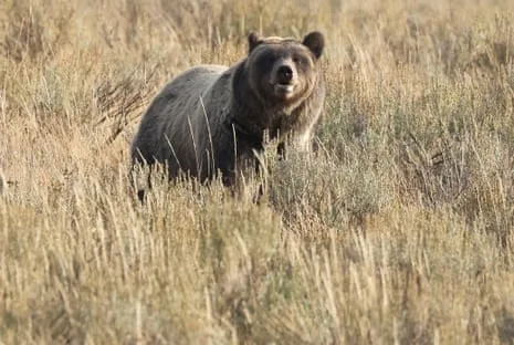 Backpacker Assaulted by Grizzly in Wilderness Area Air Lifted to Trauma Center