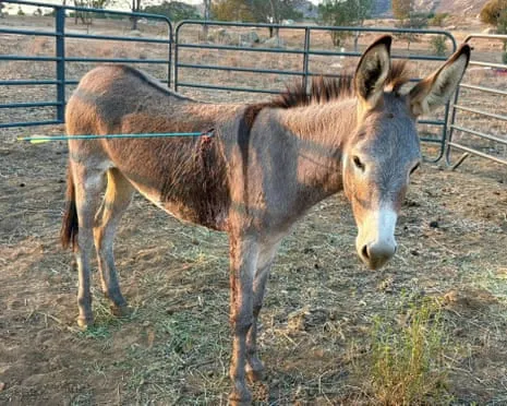 Burro On the Mend After Latest Bow Assault on Free-Roaming Asses in the Golden State