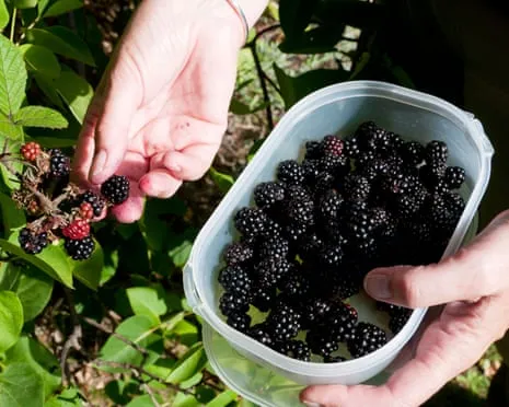 In Search Of: Scrumptious Bakes to Make Use Of a Surplus of House-Made Jam