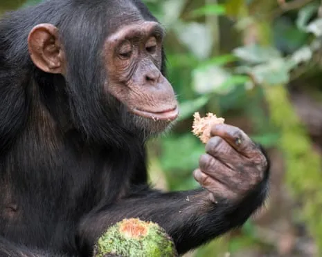 Chimpanzees Consume Daily Alcohol Comparable to a Lager from Ripe Fruit