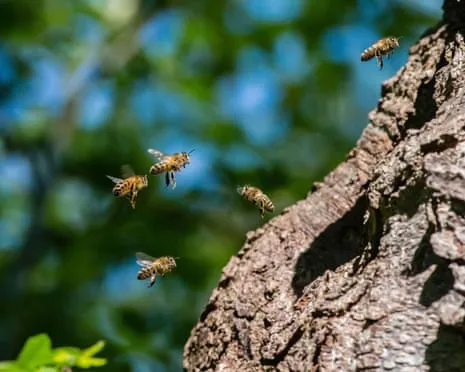 Why Saving Honeybees Could Harm Other Pollinators