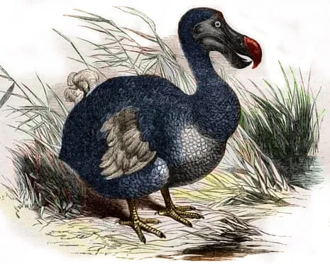 Researchers Assert They’ve Made a ‘Key Milestone’ in Bringing Back the Flightless Species for the Initial Instance in Multiple Generations